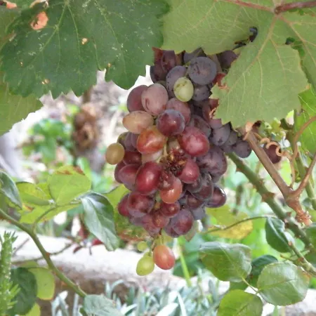 Sunset House Αρχάγγελος